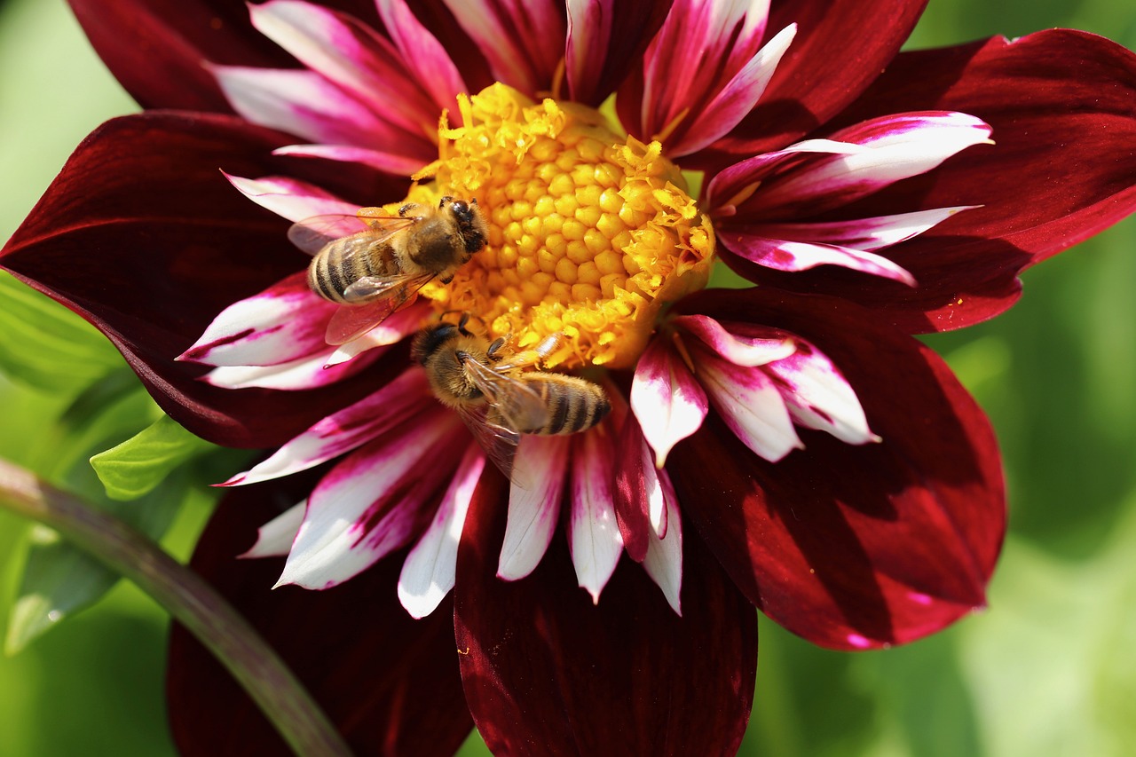 Why Saving Wild Bees is Crucial for Our Environment